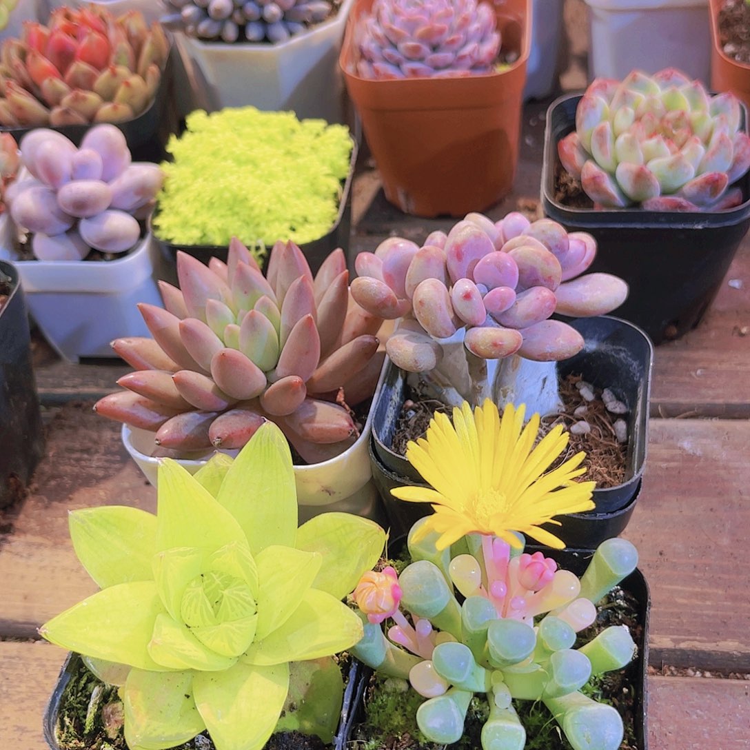 红蜻蜓➕黄金雨露➕五十金➕桃蛋