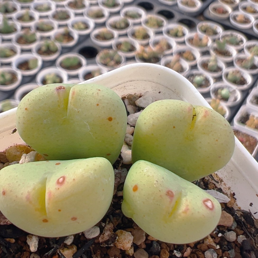 52多肉植物百科知识