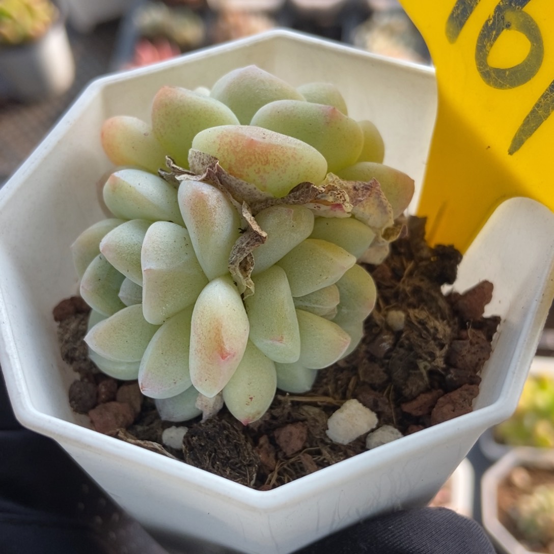 961冰玉多肉植物保护