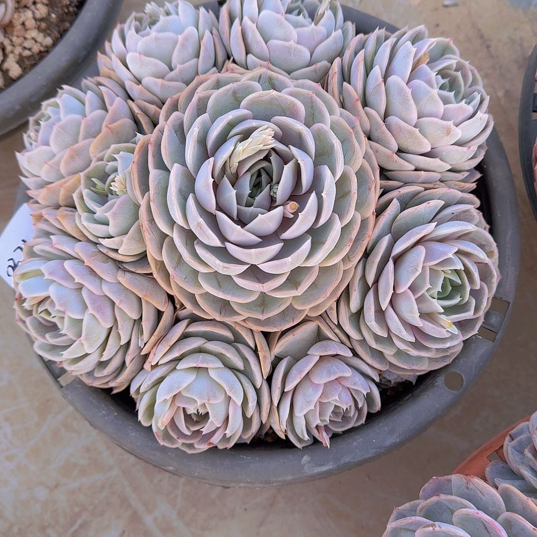 凉**剧0271蓝色惊喜多肉