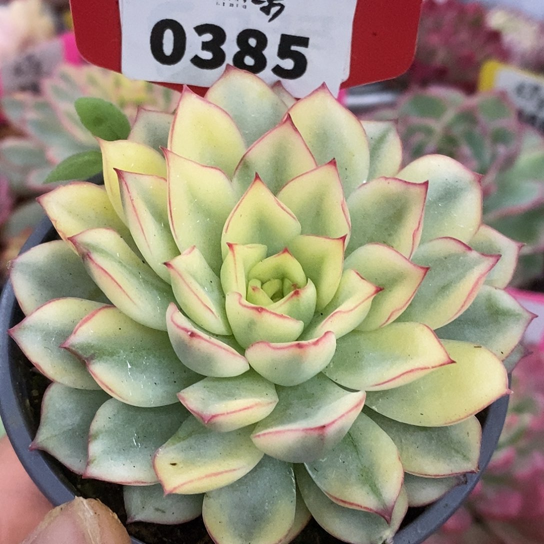 385宽锦梦幻哈哈哈哈哈哈