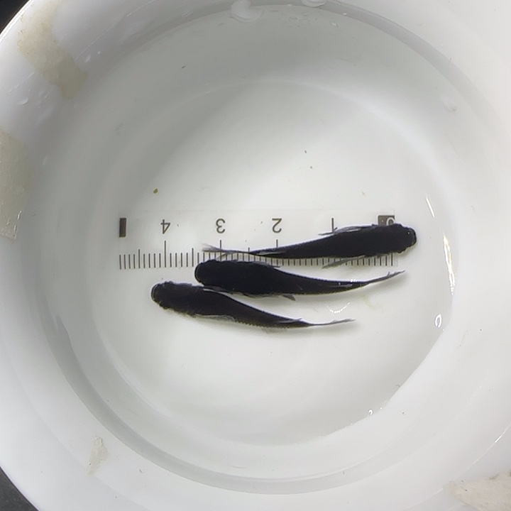 青鳉鱼观背进去36