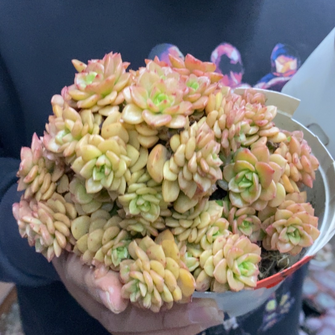 蜡牡丹整桩整群老桩