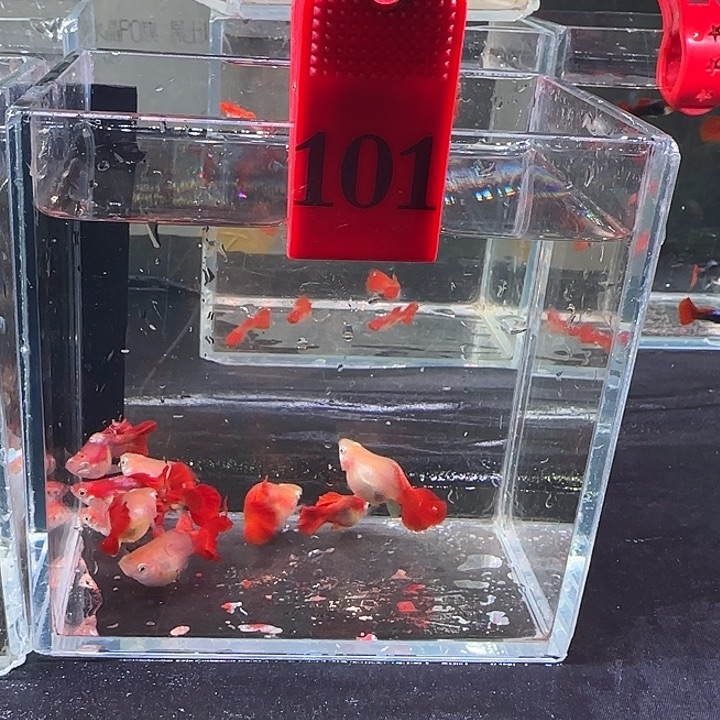 孔雀鱼101号，10条