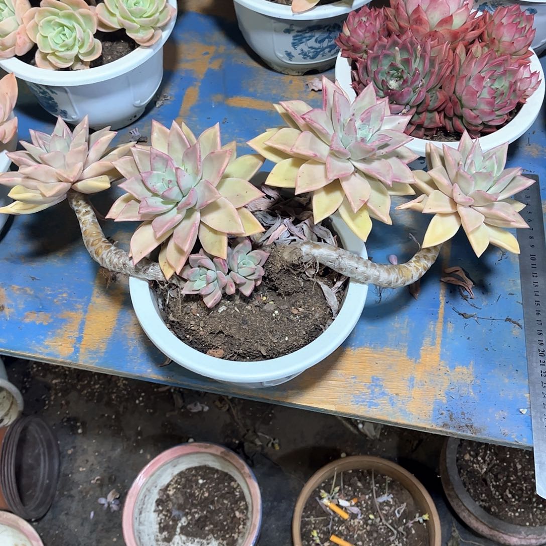 记**活冰月多肉植物5