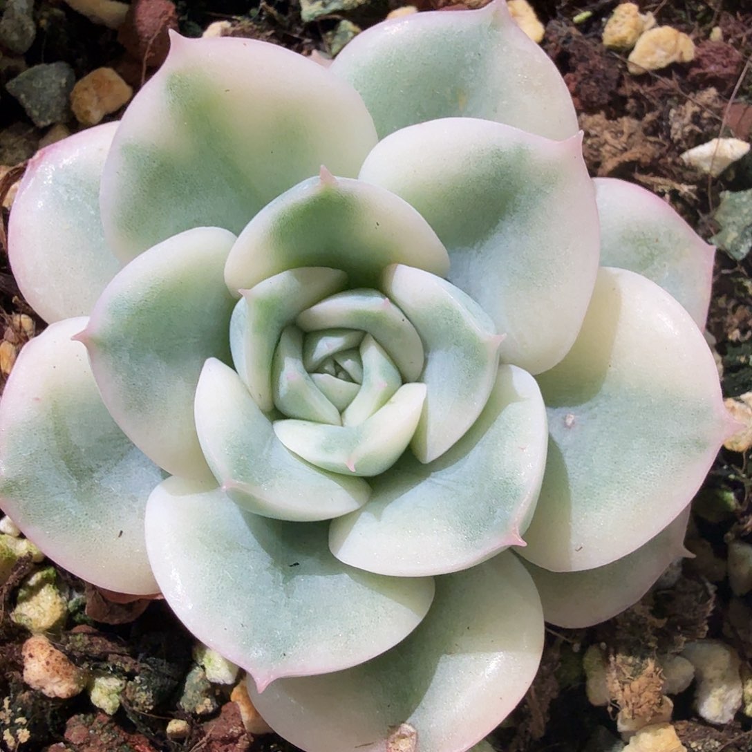 月亮仙子锦，多肉植物