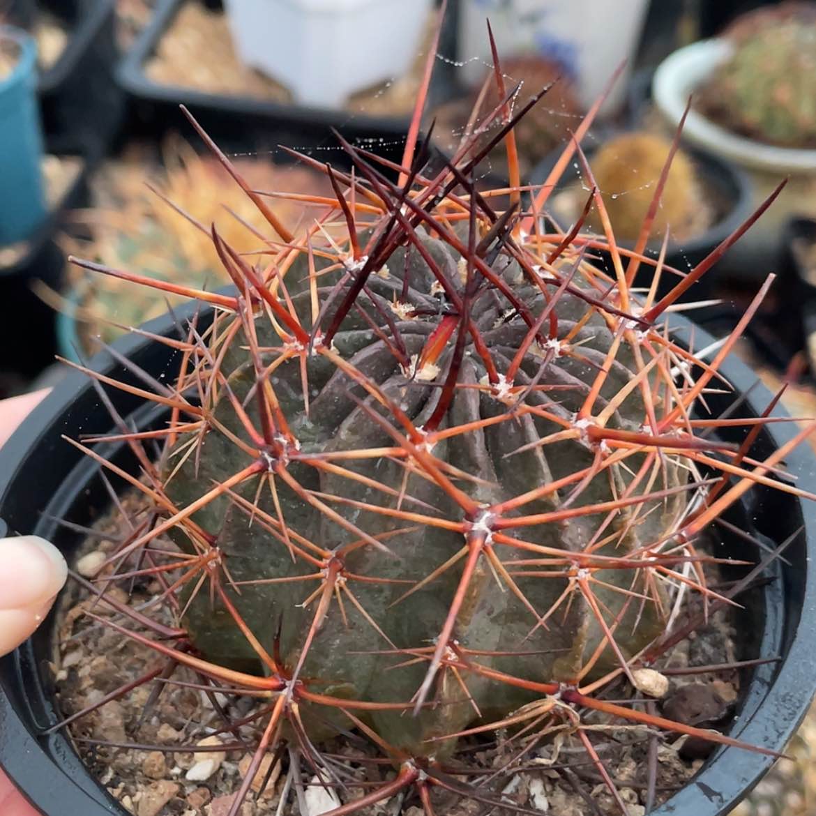 【闪购商品】狂风养定根6666