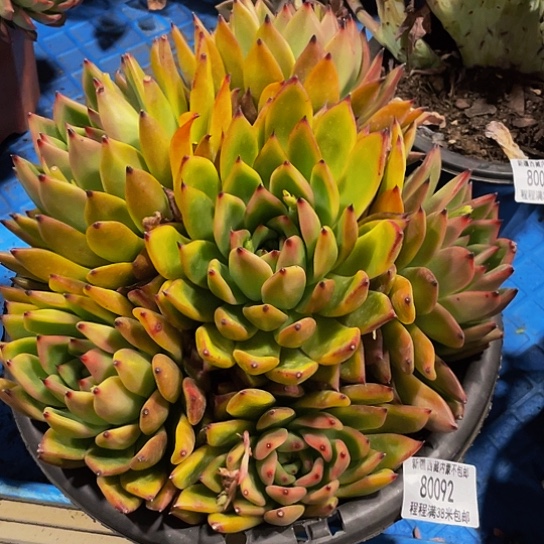 东****亦摩根80092多肉