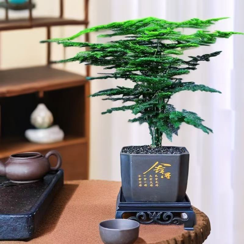 粉丝福利【舍得文竹盆栽】室内植物迷你办公室绿植观叶植物四季常青