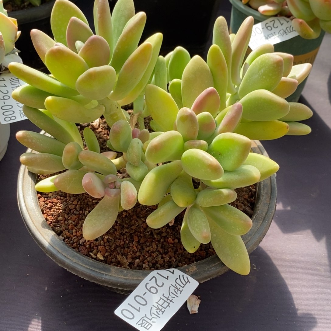 两单包邮1129-10芒果奶