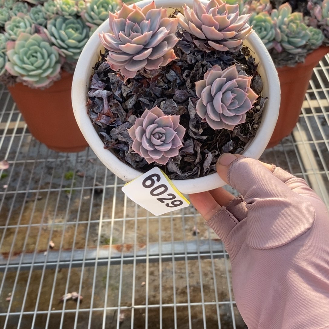 R***曼6029pinky老桩一物一拍