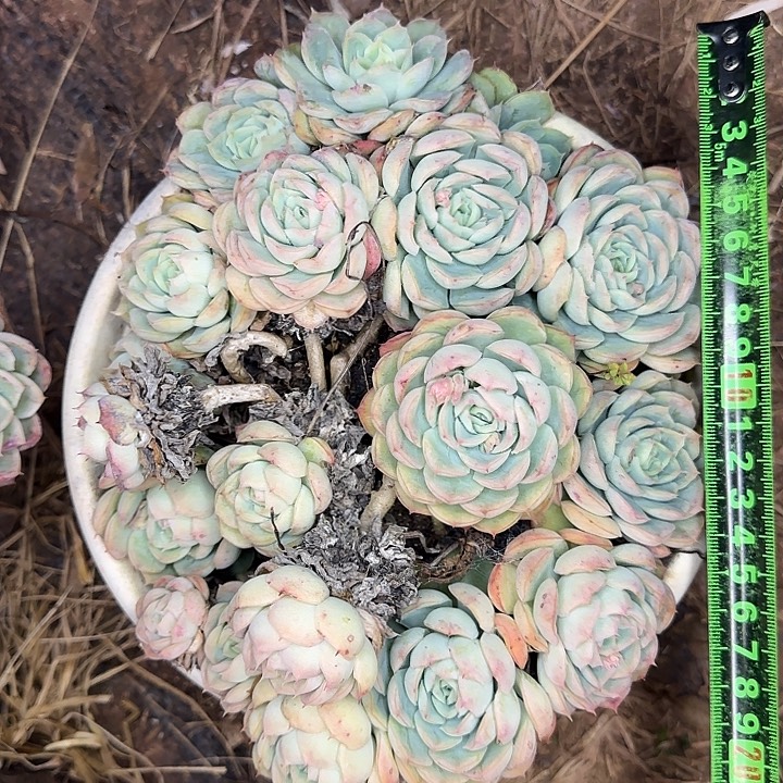 月影杂不售后184 多肉植物一物一拍