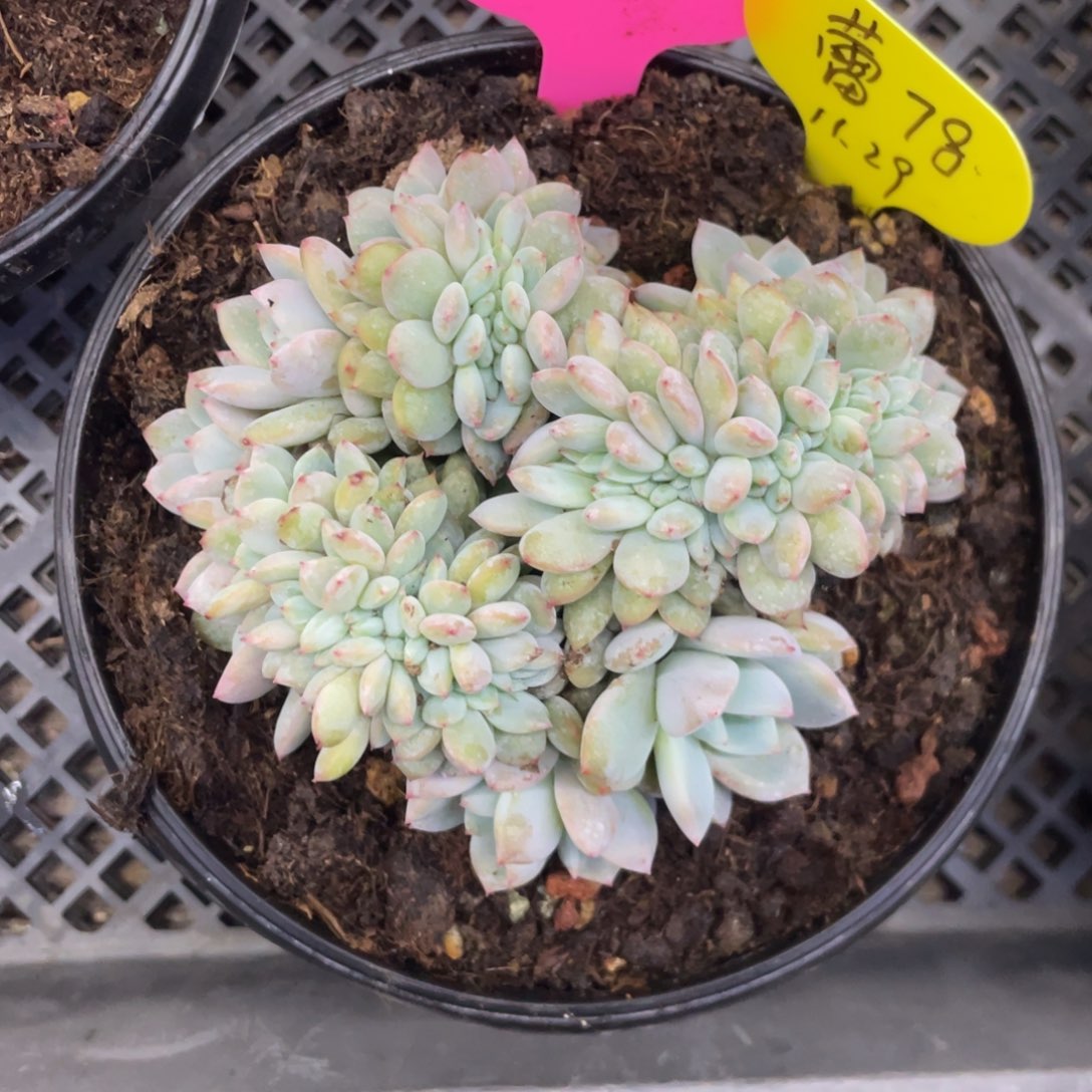 蕾***石榴子星影默认底切6