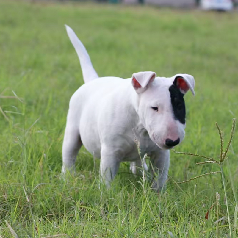 牛头梗幼犬出售纯种赛级血统白色有色梗小型犬海盗眼宠物狗狗幼崽