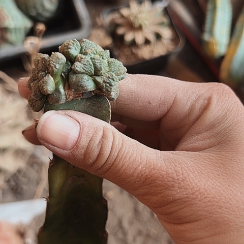 496处理仙人球的方法