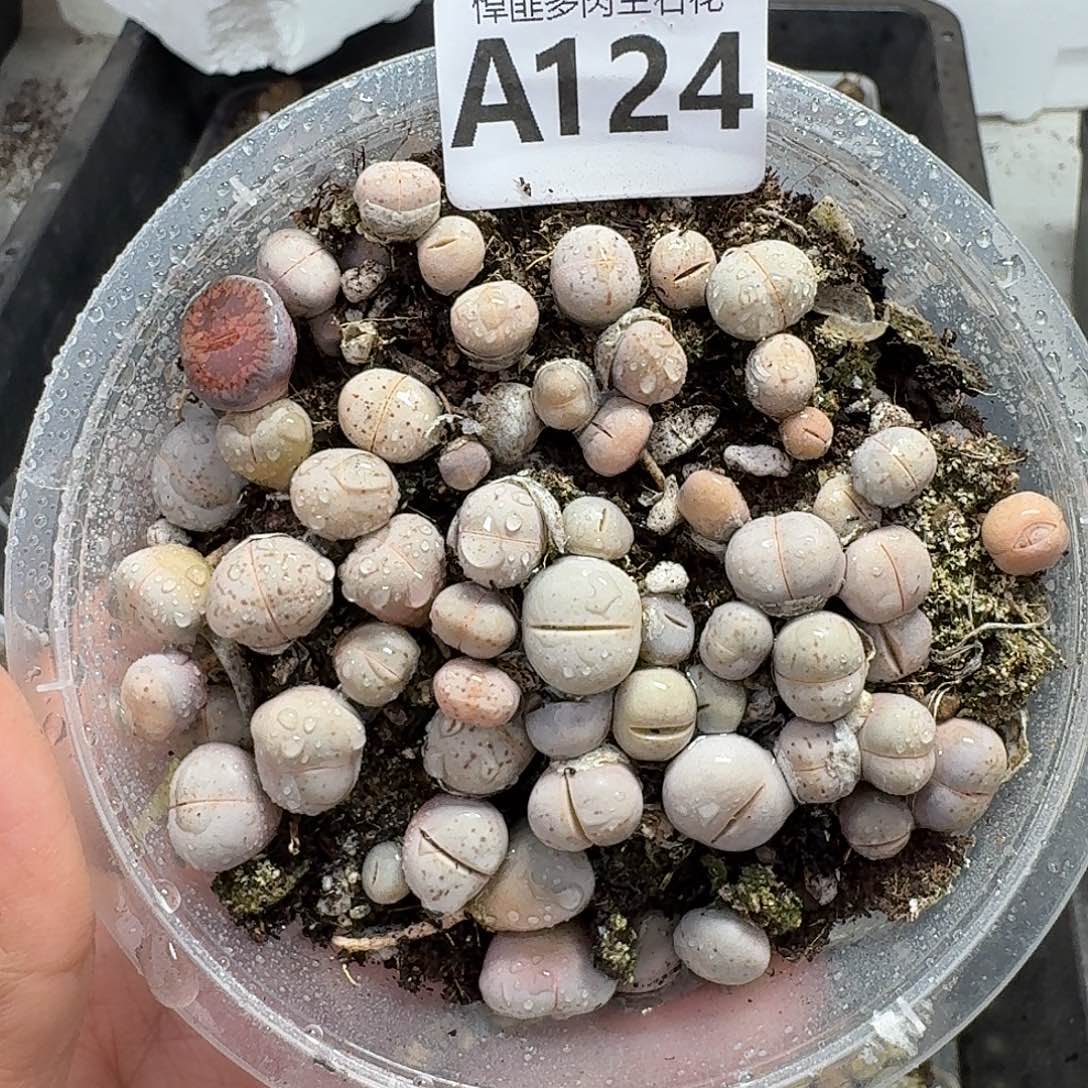 124多肉植物多肉植物