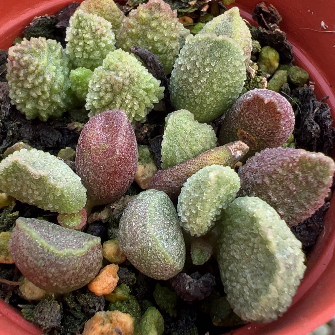 拼盘一整盆实生新品