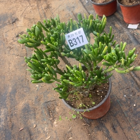 317吸财树不包断枝