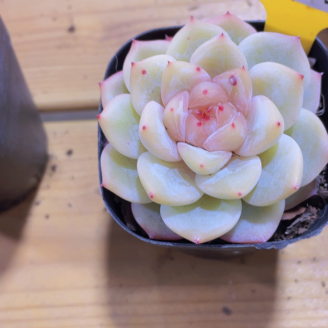 298号 糖心元气桃桃单头