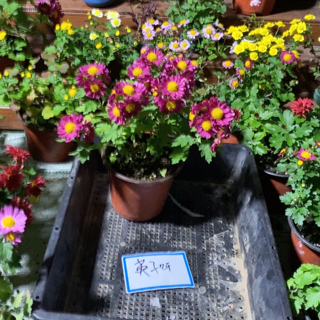 英***呀无花朵一物一拍一物一拍