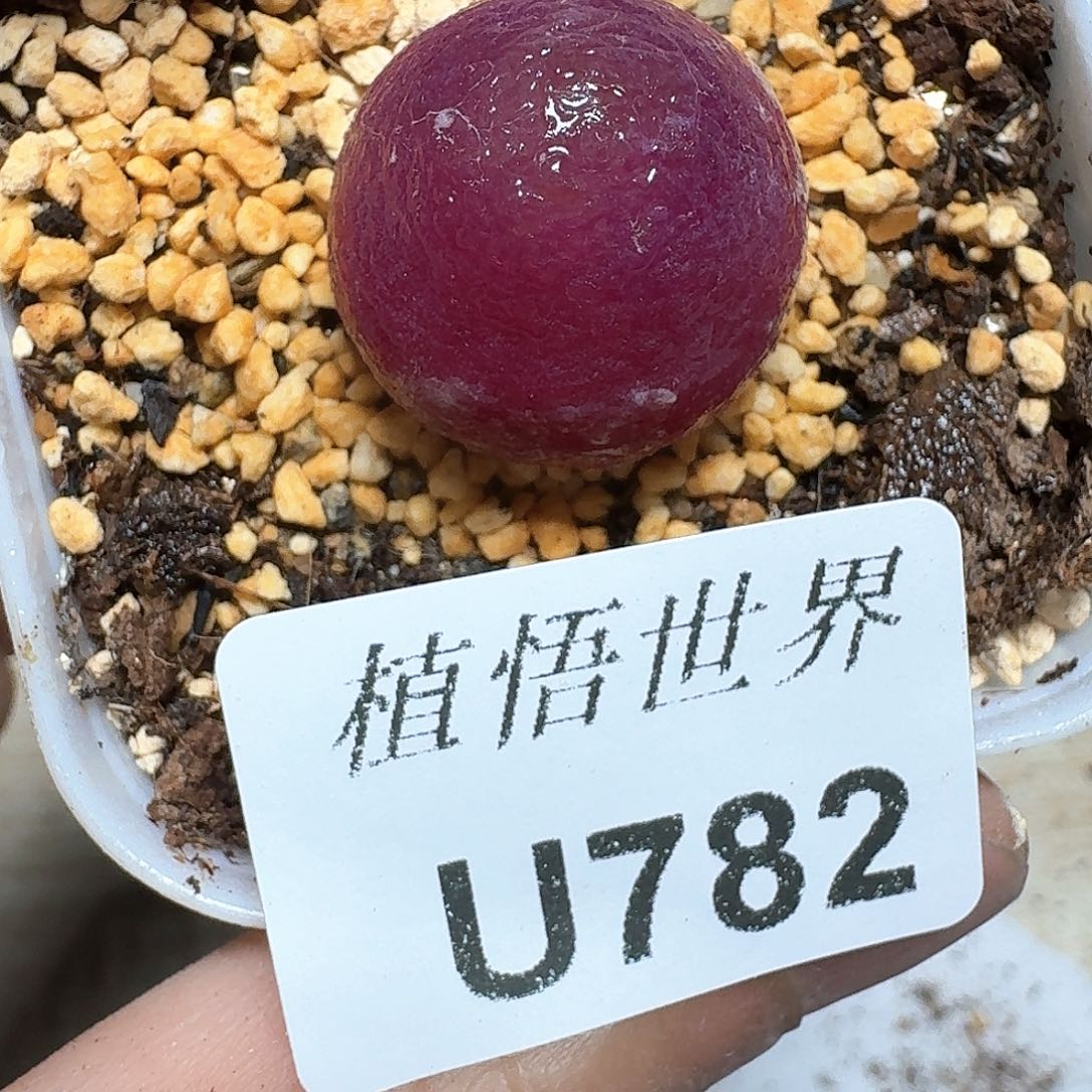 782盒多肉植物哇cv