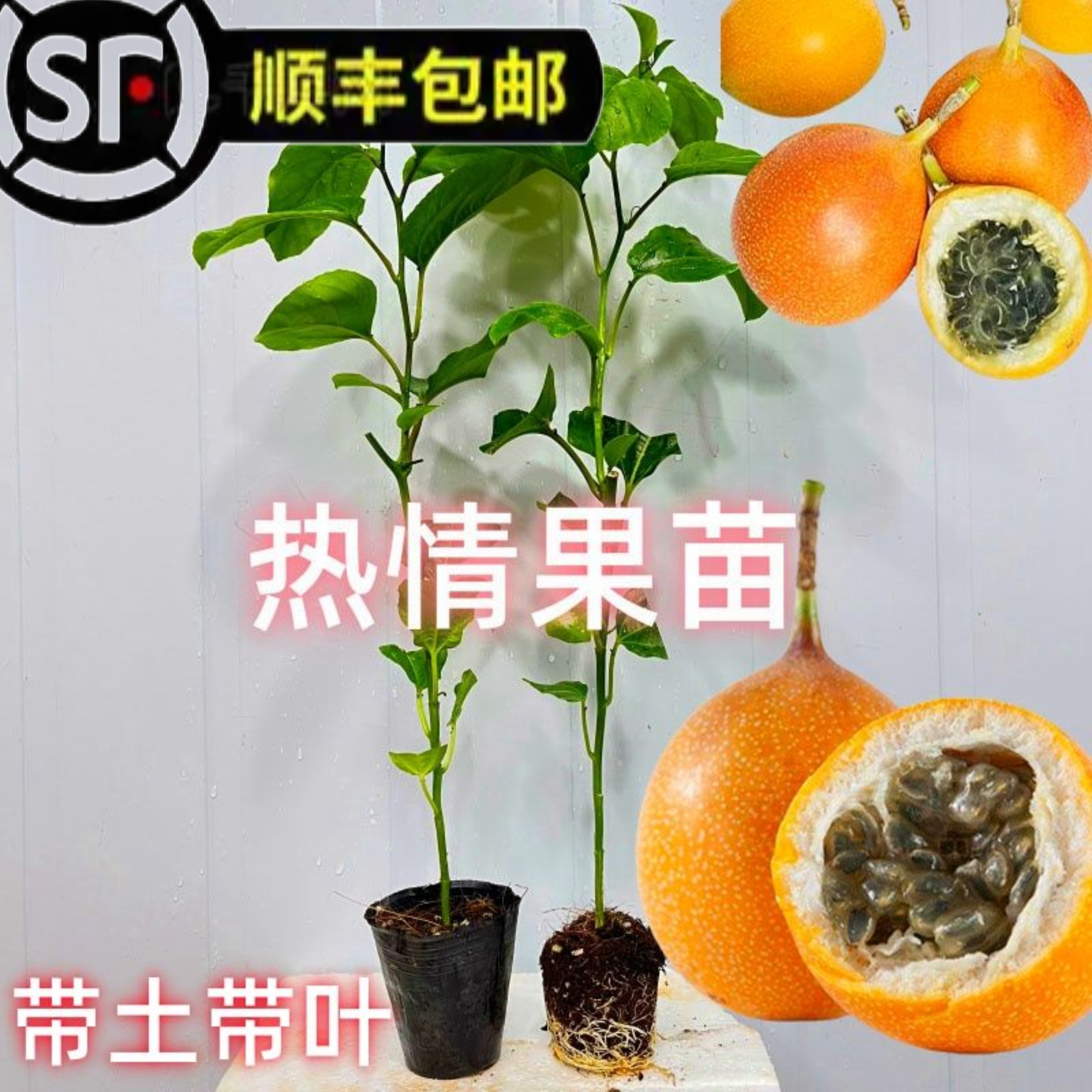 新品哥伦比亚热情果嫁接苗特大果品种耐寒纯甜基地发货果树百香果