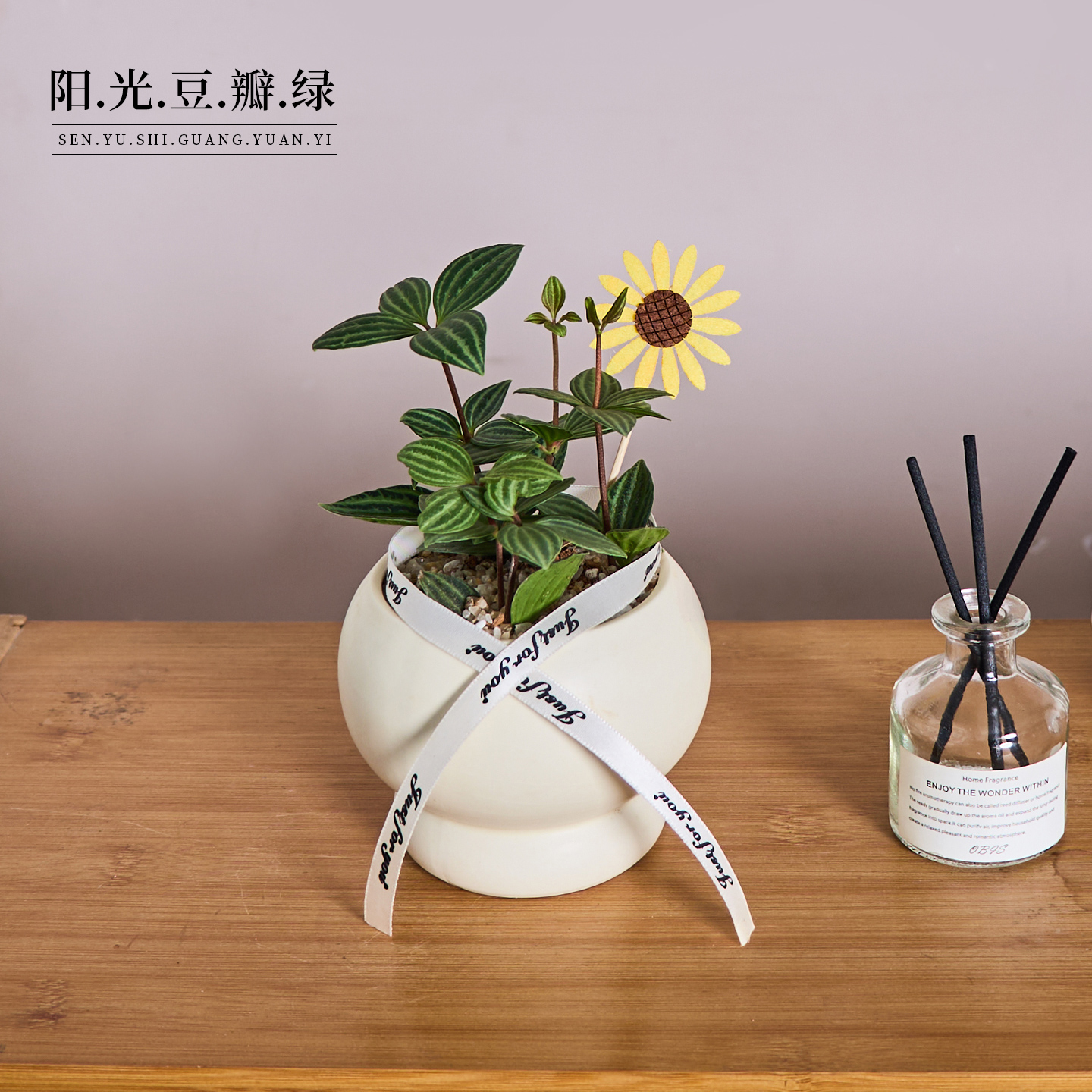 【豆瓣绿】轮叶奇特观叶绿植花卉盆栽办公室内桌面好养净化空气植物