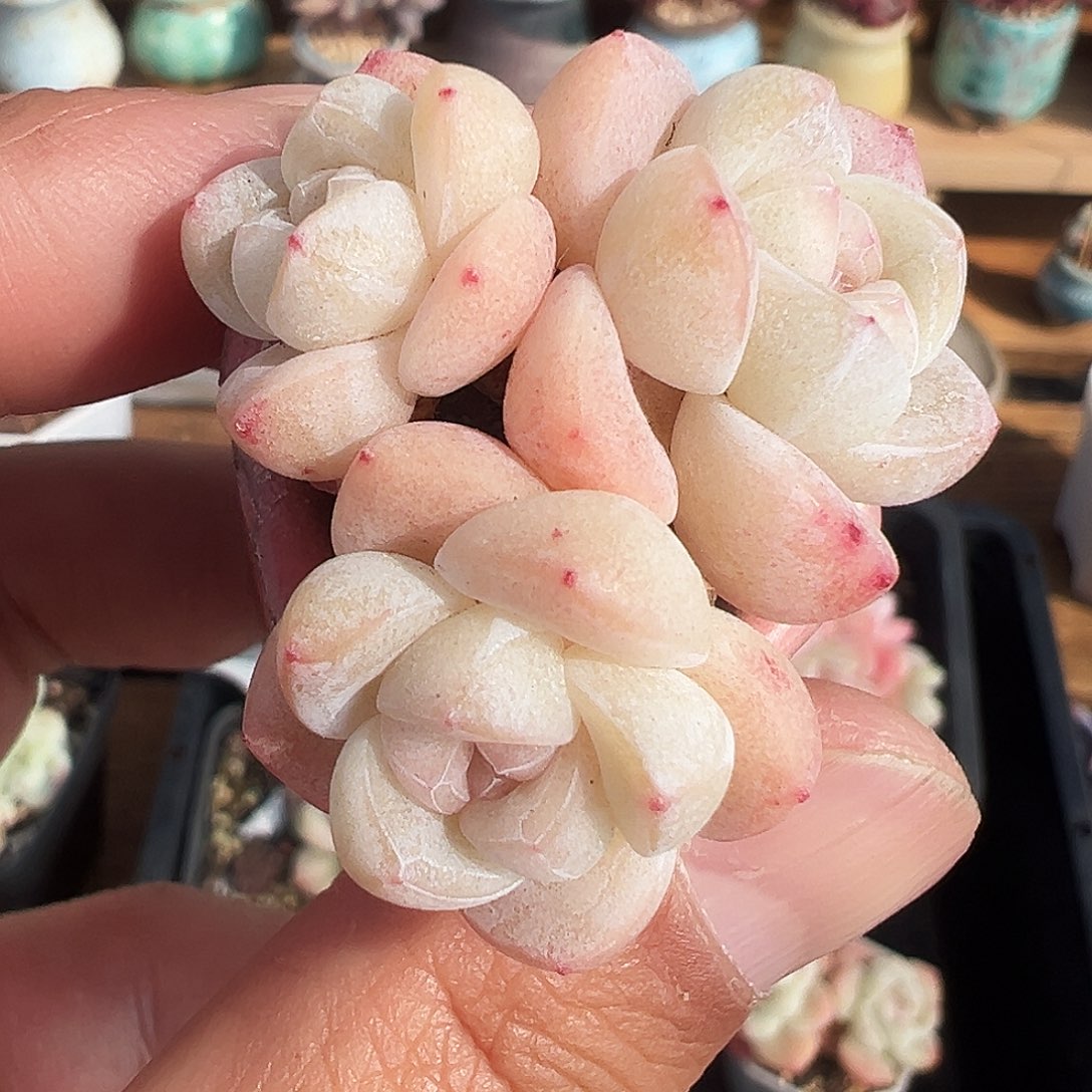 冰玉三头群生，白透卡卡米1230