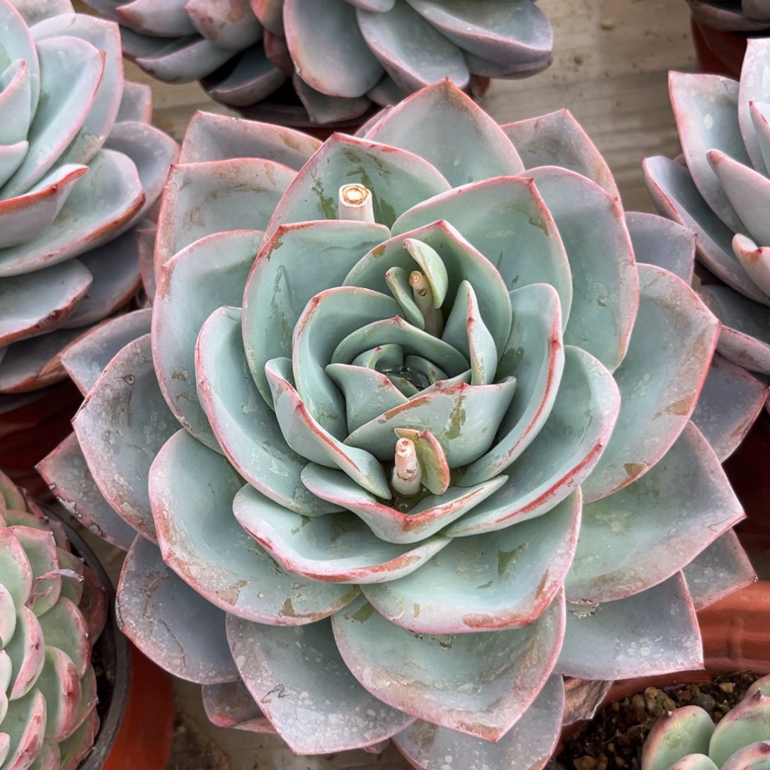 布鲁蓝多肉植物多肉植物