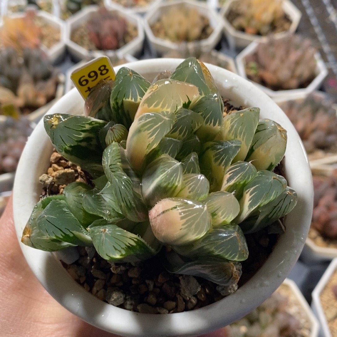 不开花植物698玉露