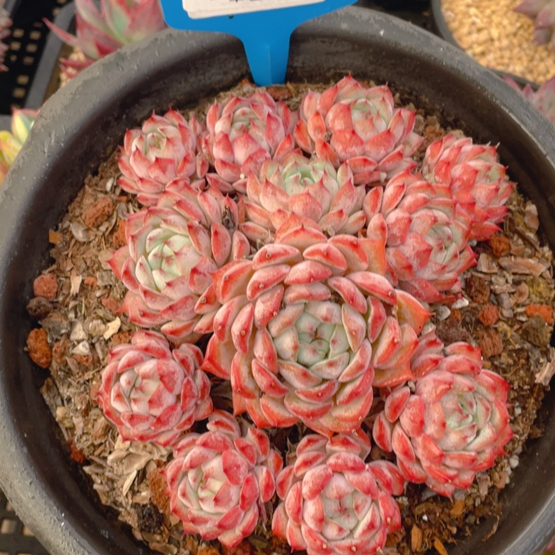 1026-56-新品福利一颗