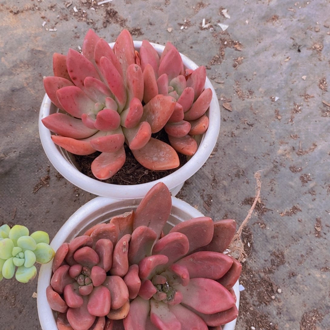 桃花源双头起发两盆