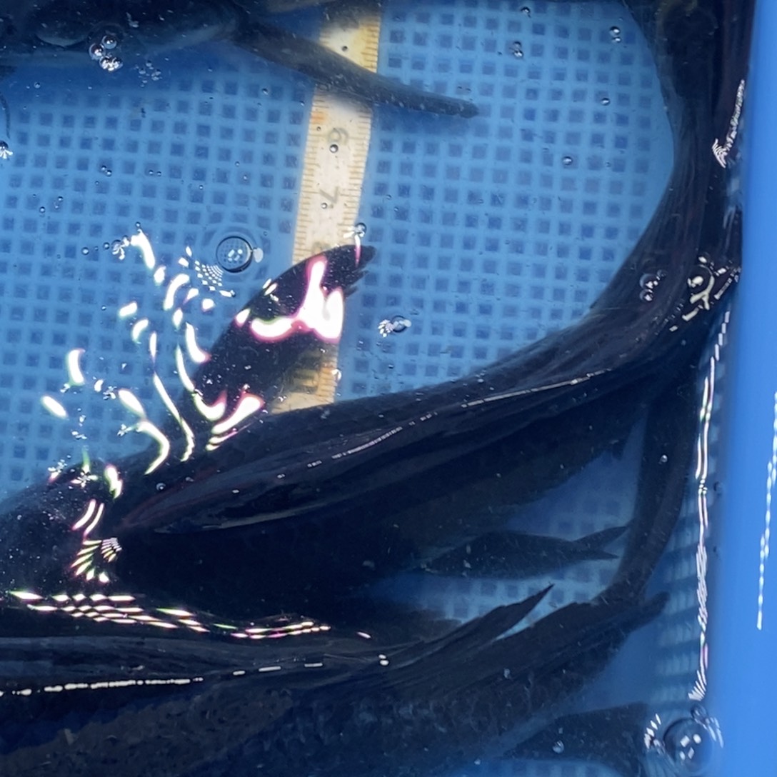 锦鲤冷水锦鲤包邮