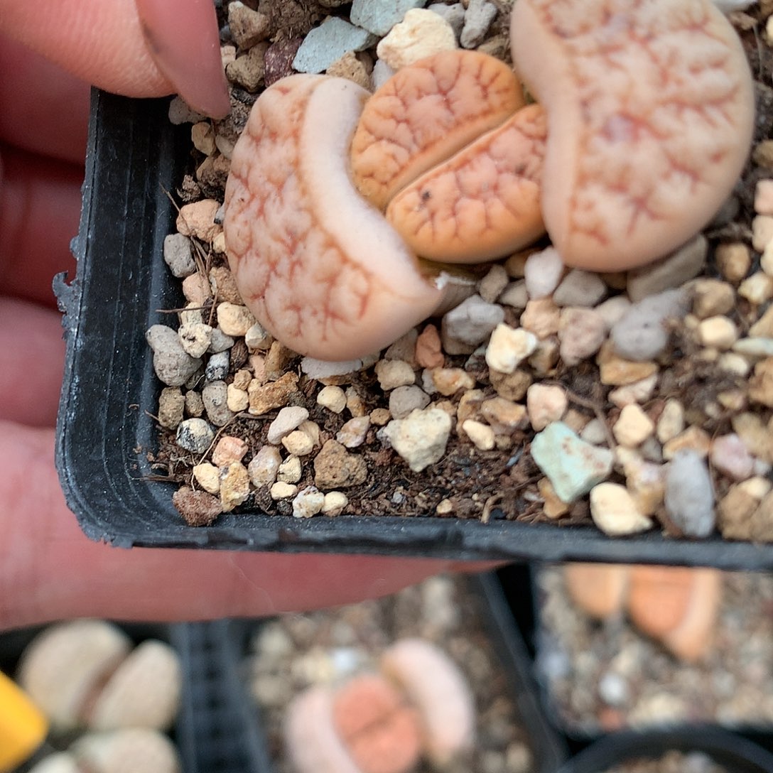 K674多肉植物保护研究所