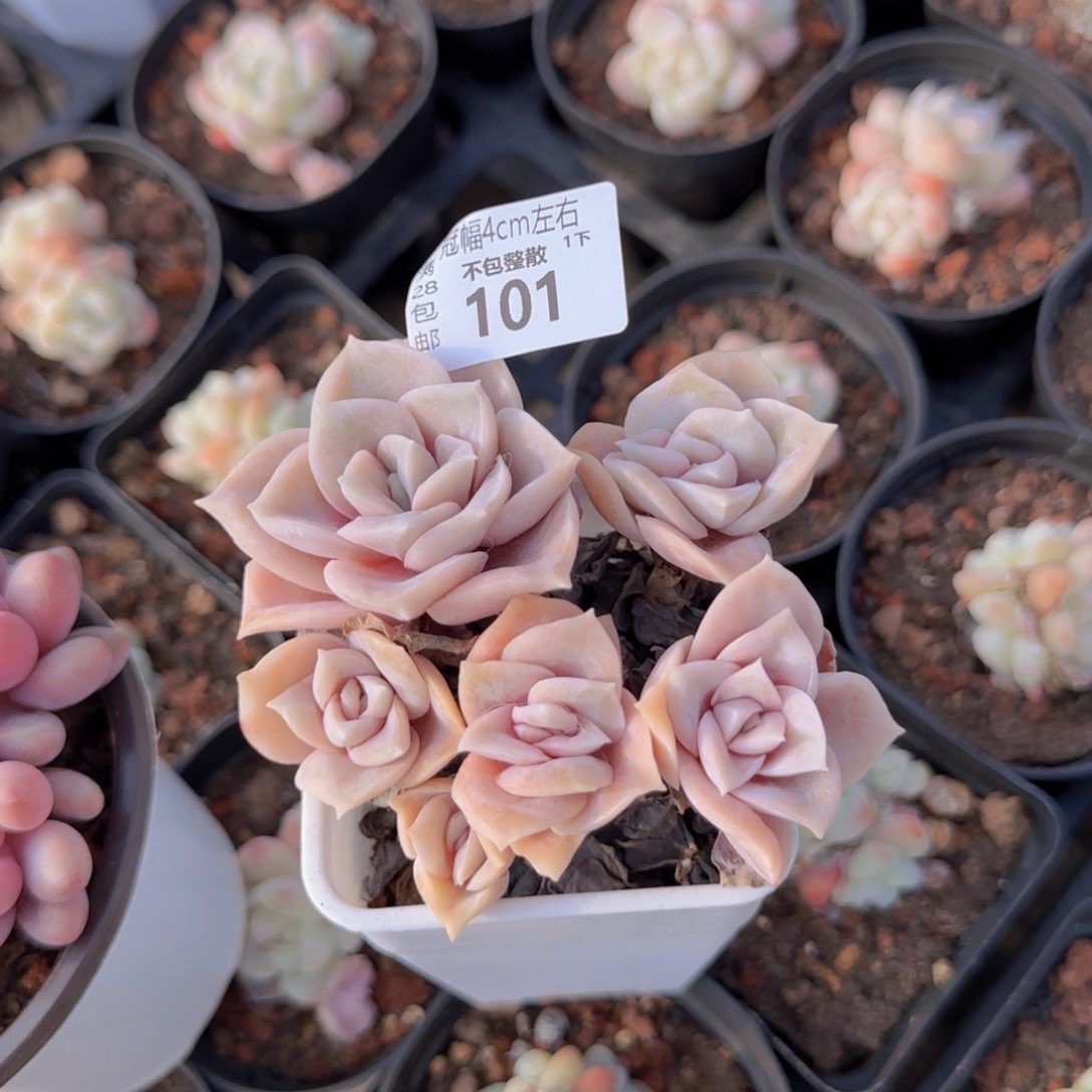 可爱玫瑰6头群一颗