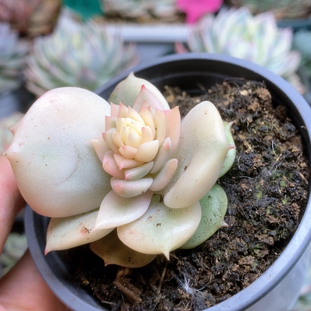 041锦锦锦锦锦锦锦