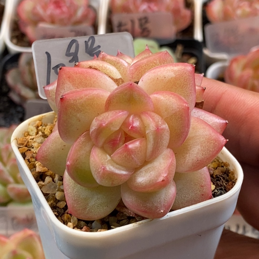 天官赐福百无禁忌