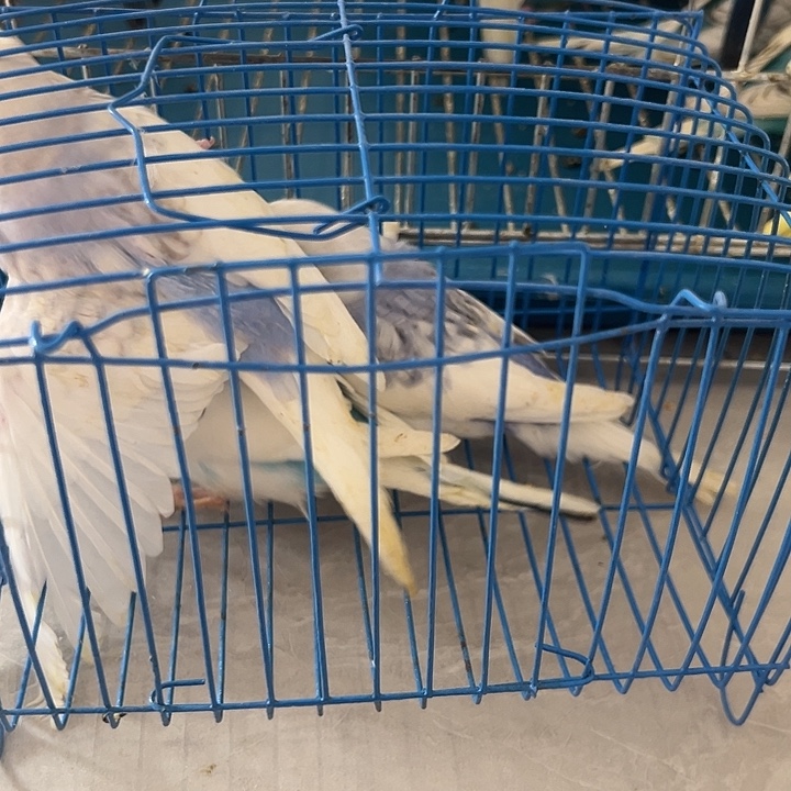 虎皮鹦鹉大头三只