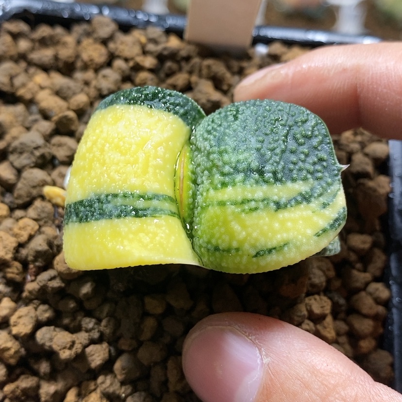 【闪购商品】3卧牛锦