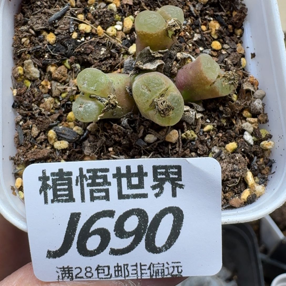 多肉植物的润泽fhb