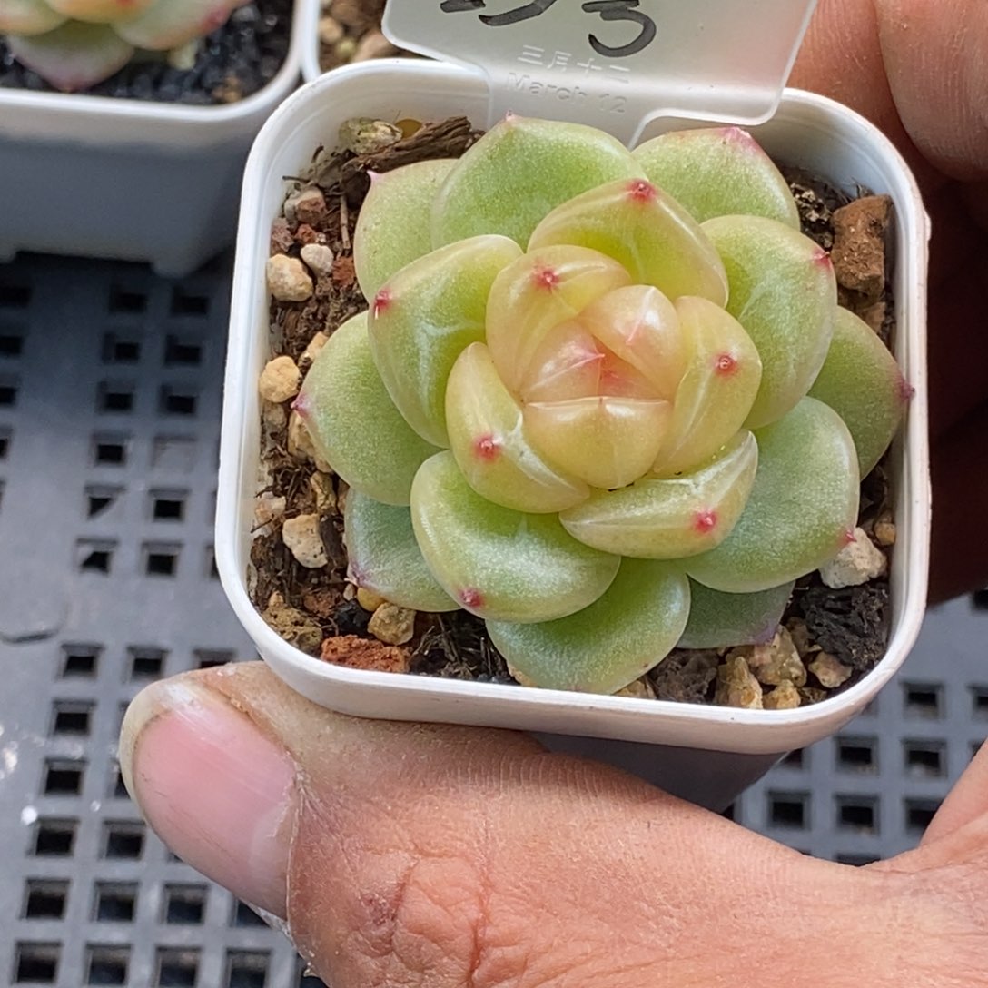 天官赐福百无禁忌