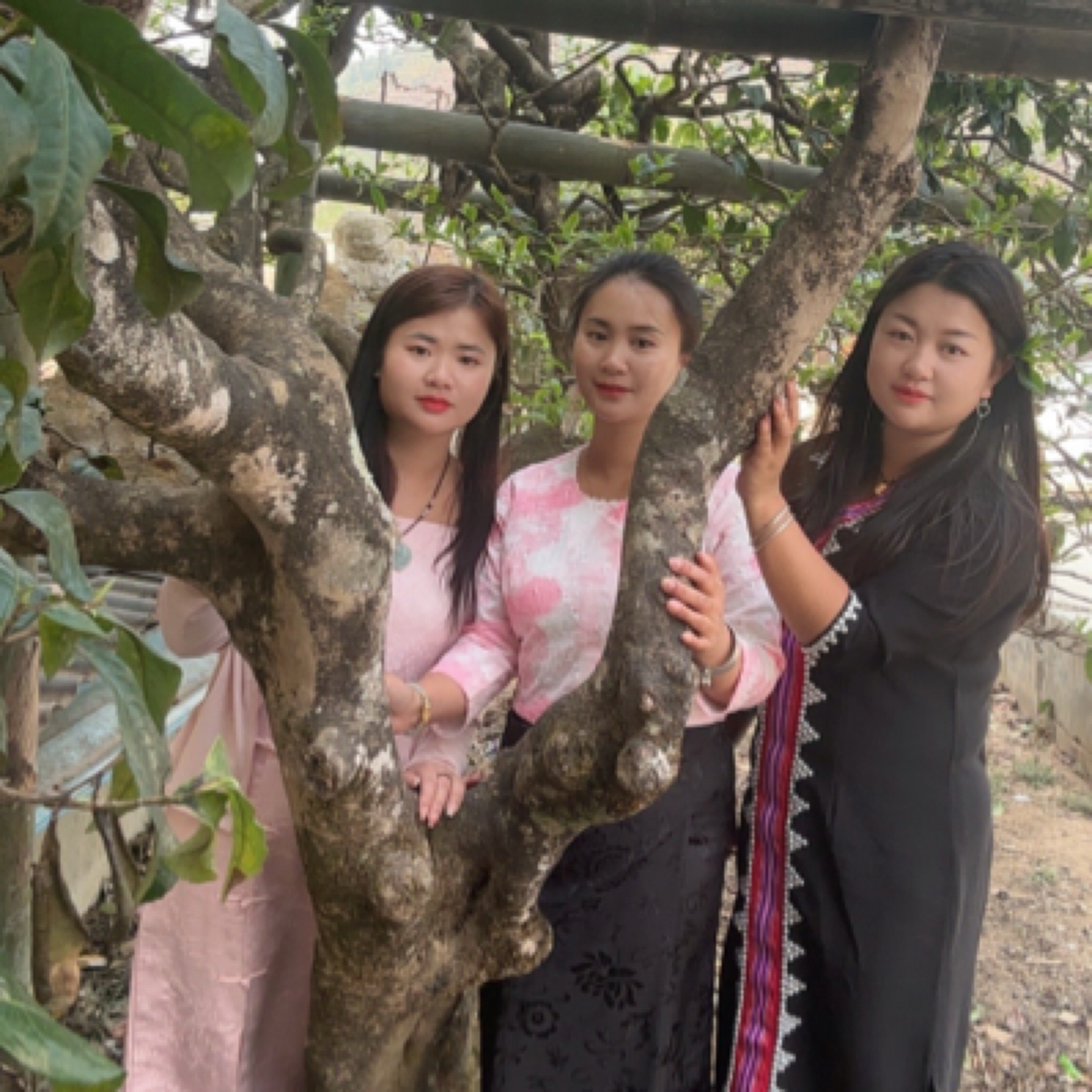 冰岛后山自家坝卡古树挑采春