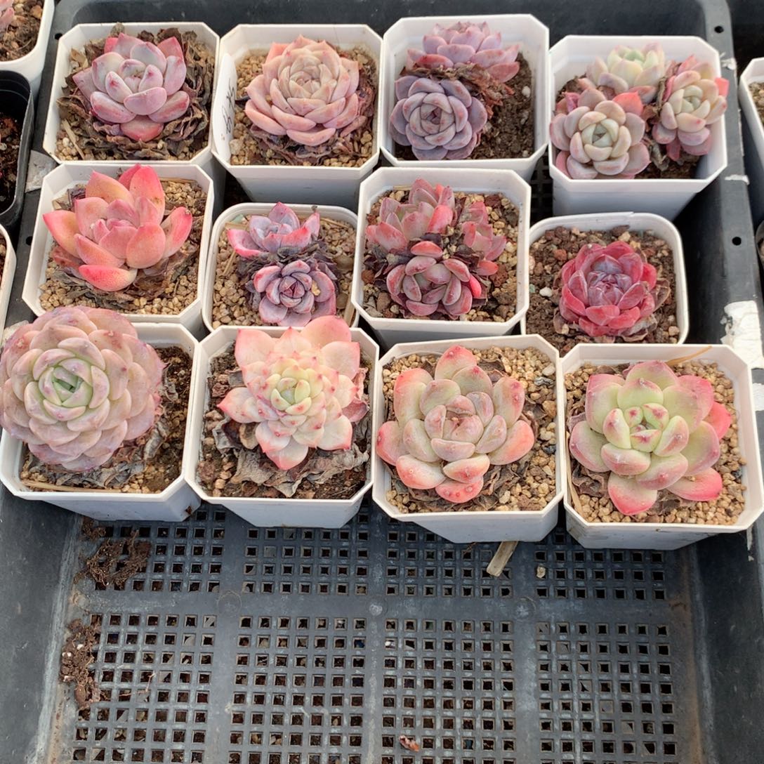 无花朵S100英语英语