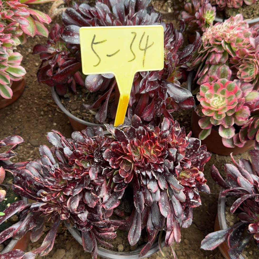 5-34--多头多肉植物