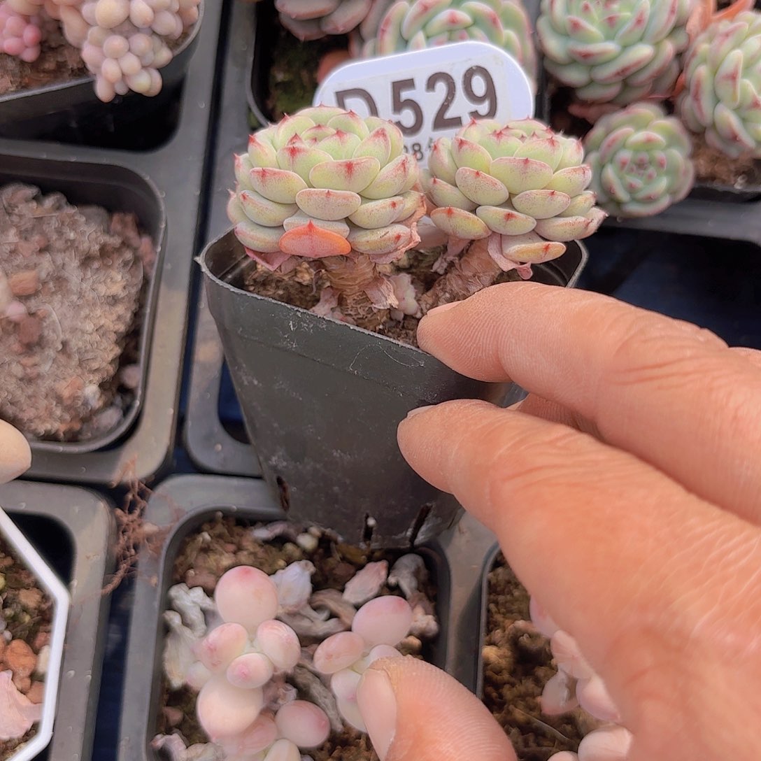 D529白胖子一物一拍