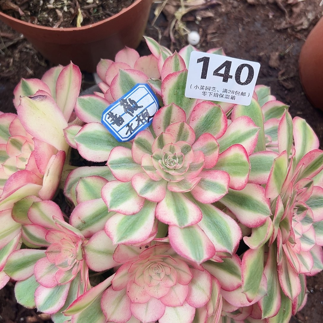 新品种蔷薇砍头无根140多肉植物多肉植物