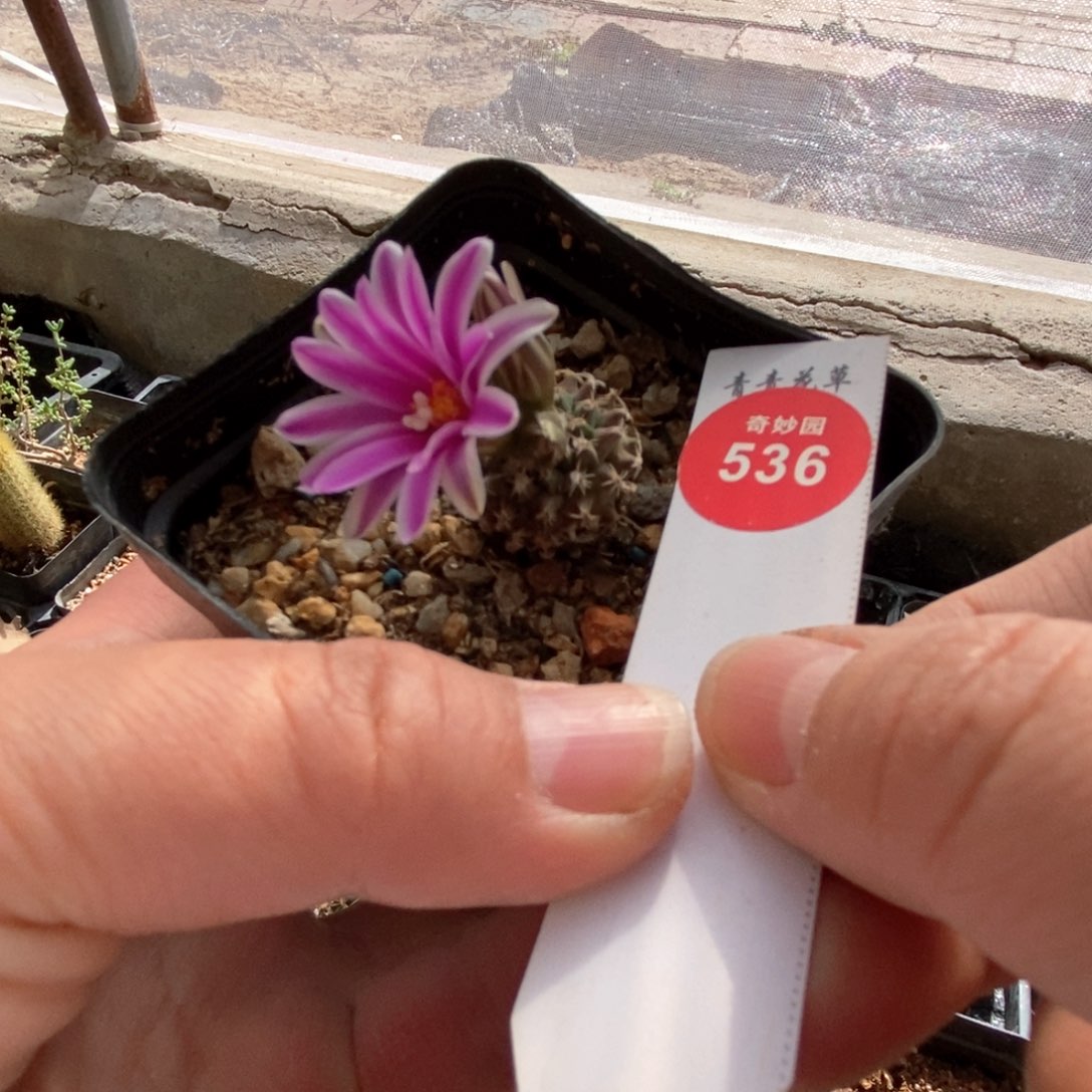 实生红花紫肌海胆娇丽一颗2cm