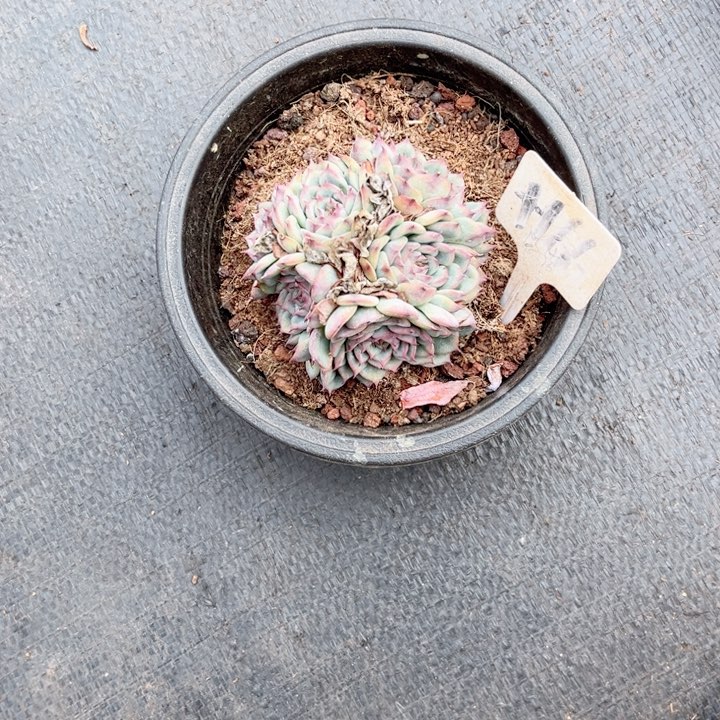 晨语多肉一物一拍+14