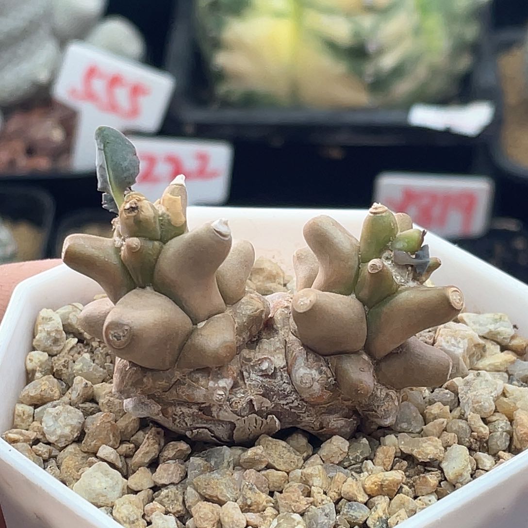 实生双头大尤蛮鬼塔 致远多肉