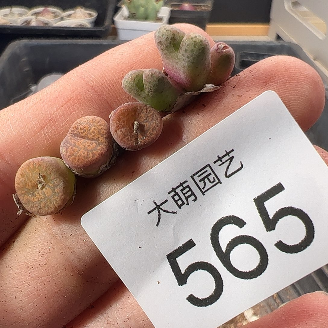 一物一拍清盒福利默认有瑕565